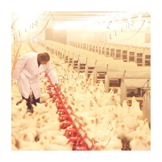 Automatic High Quality Raising System For Breeder suppliers Automatic High Quality Raising System For Breeder suppliers
