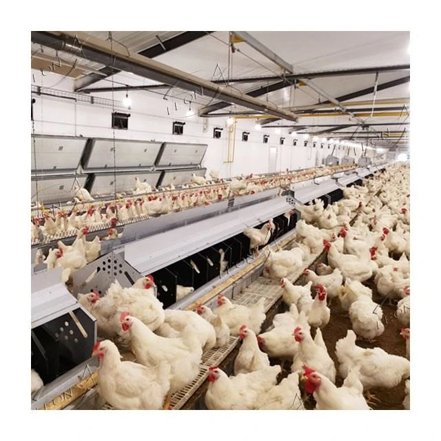 Automatic High Quality Raising System For Breeder price Automatic High Quality Raising System For Breeder price