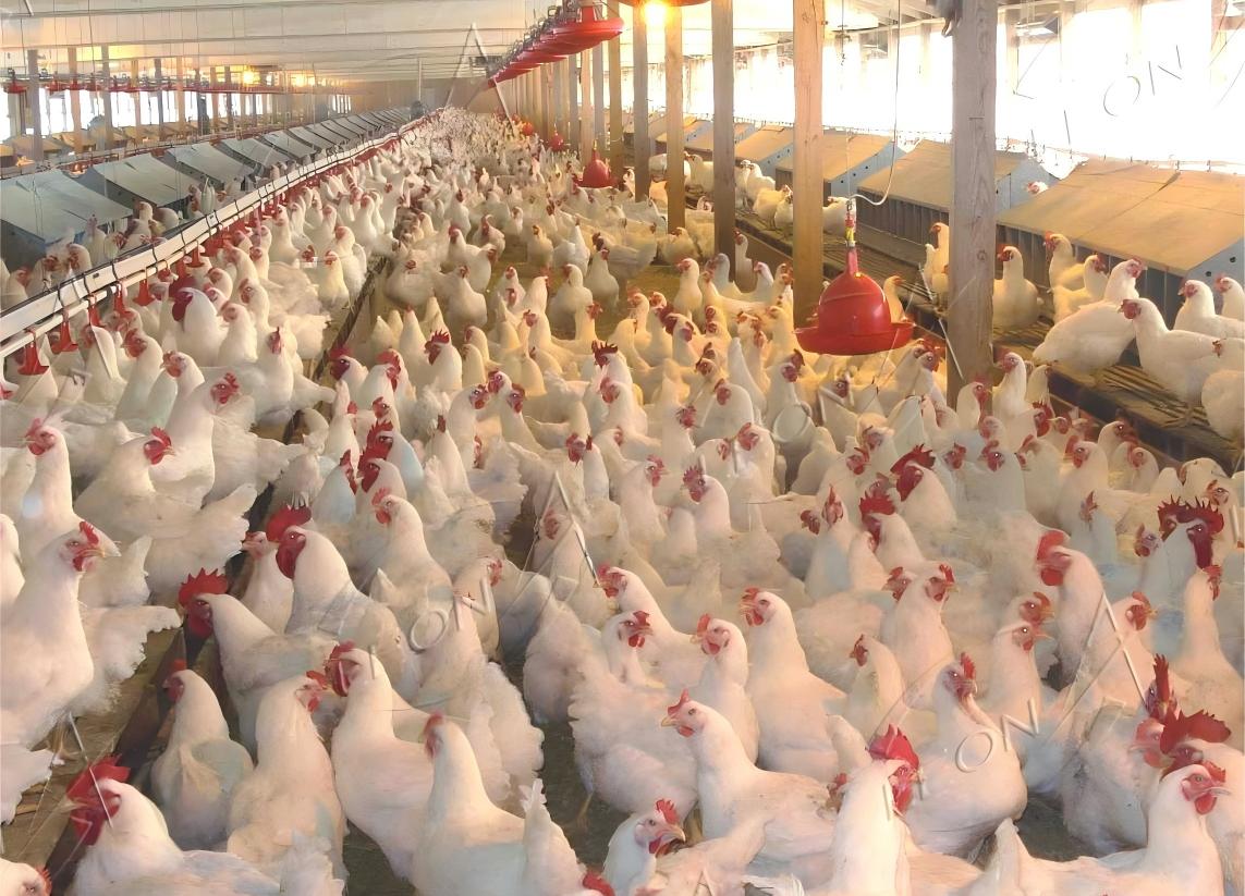 BROILERS IN POULTRY1 BROILERS IN POULTRY1