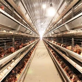 מערכת H Type Layer Cage Smart